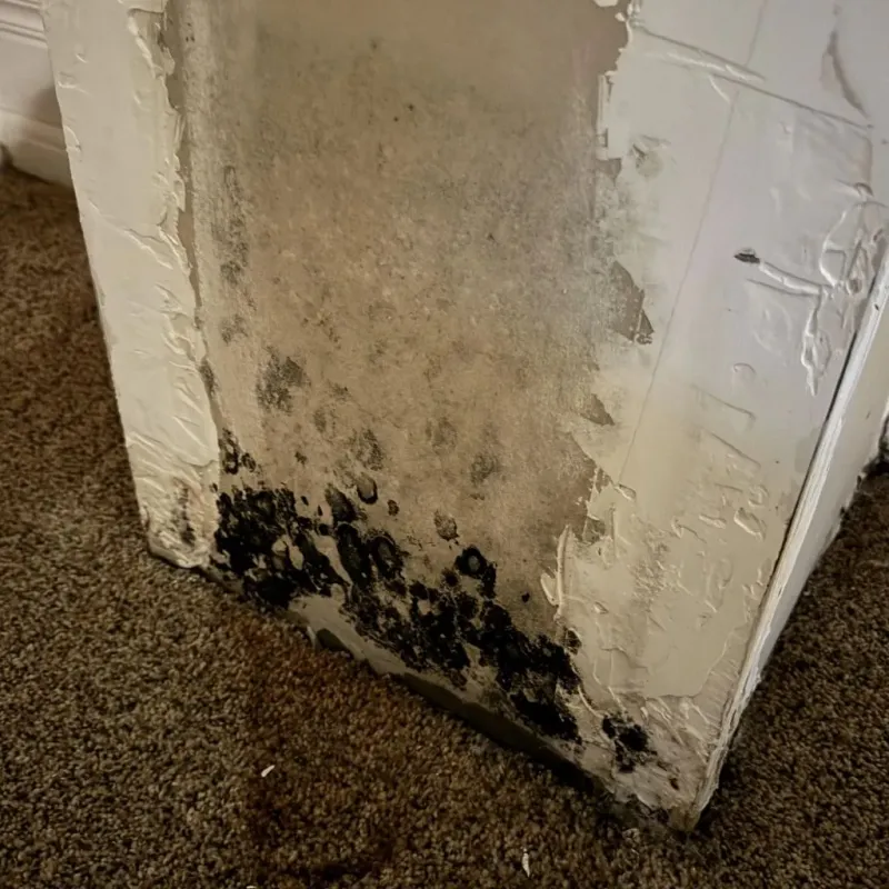 Professional Mold Removal in Costa Mesa, CA
